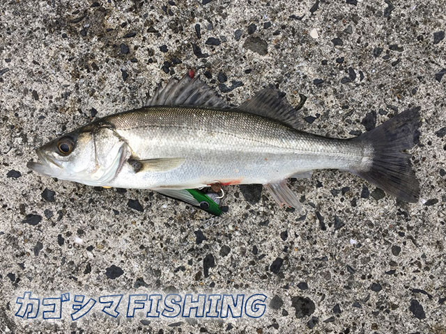 シーバス セイゴ 喜入新港 カゴシマfishing 鹿児島に特化した釣り情報サイト