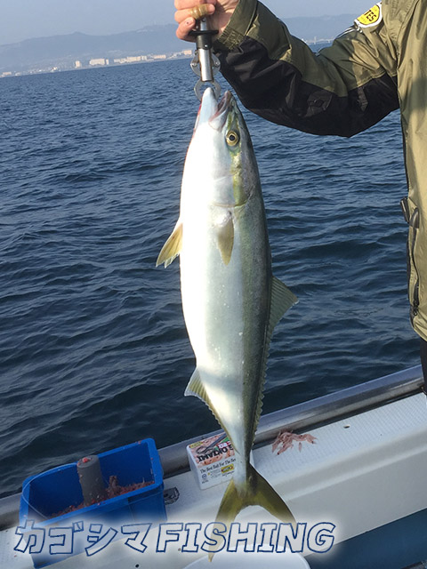 ブリ メジロ 錦江湾 湾口付近 カゴシマfishing 鹿児島に特化した釣り情報サイト